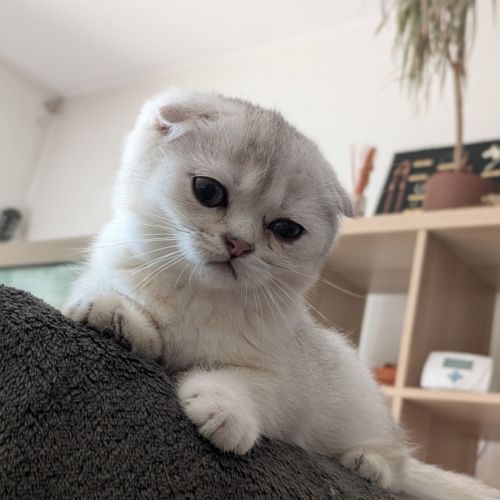 Chaton british shorthair