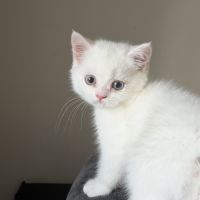 Chaton british shorthair #1