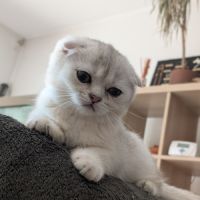 Chaton british shorthair #0