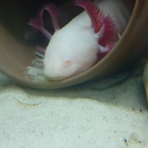 Axolotl  à vendre