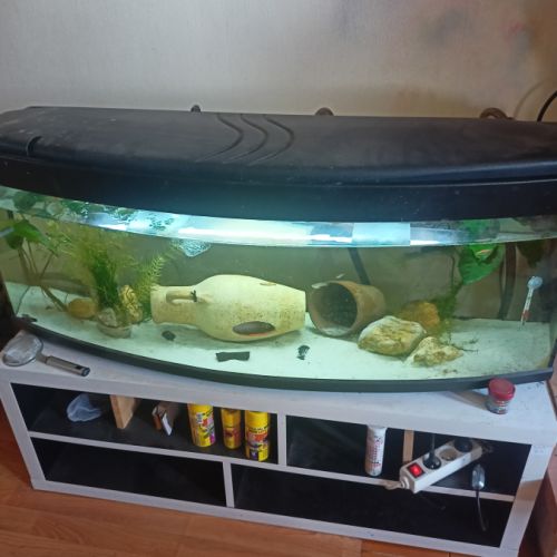 Axolotl  à vendre #2