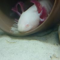 Axolotl  à vendre #0