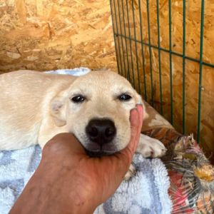 Tazia à l'adoption en roumanie #0
