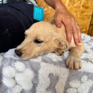 Tazia à l'adoption en roumanie #2