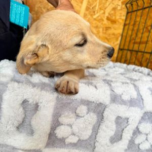 Tazia à l'adoption en roumanie #3