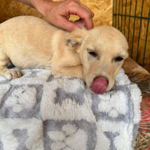 Tazia à l'adoption en roumanie #4