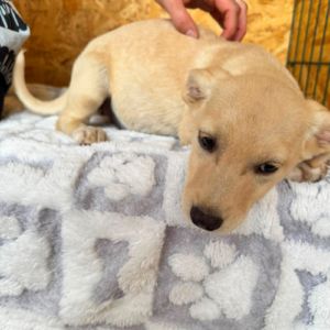 Tazia à l'adoption en roumanie #5