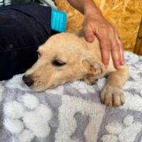 Tazia à l'adoption en roumanie #2