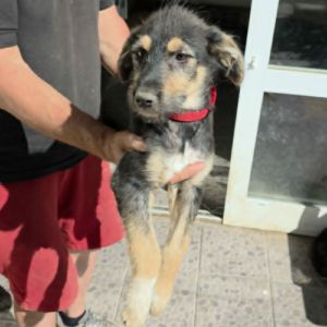 Zara abandonnée toute chiot #5
