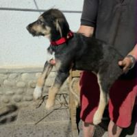 Zara abandonnée toute chiot #1