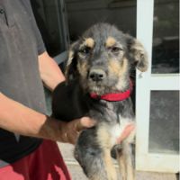 Zara abandonnée toute chiot