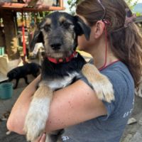 Zara abandonnée toute chiot #3