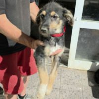 Zara abandonnée toute chiot #5