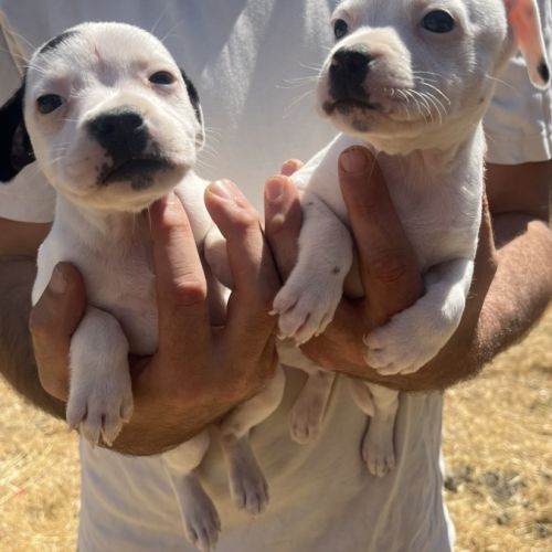 Chiot staffie #0