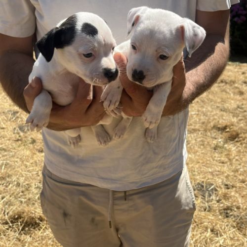 Chiot staffie #2