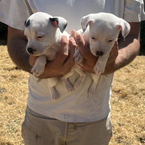 Chiot staffie #3