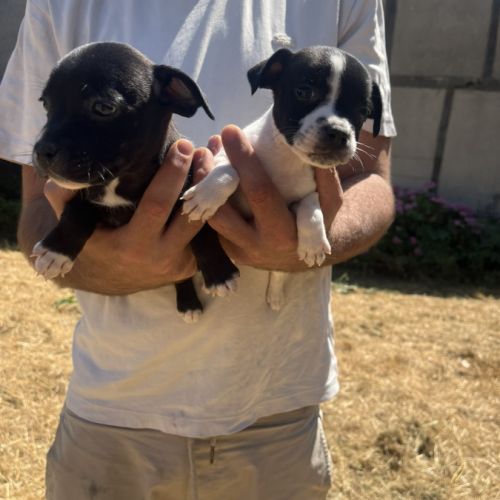 Chiot staffie #4