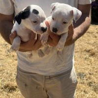Chiot staffie #2