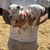 Chiot staffie #3