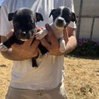 Chiot staffie #5