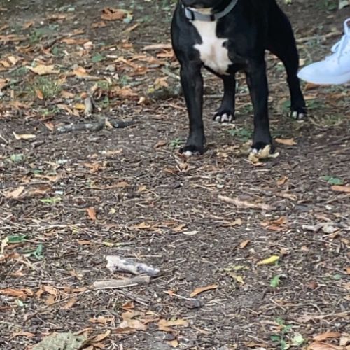 Saillie staffie #0