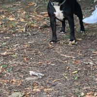 Saillie staffie
