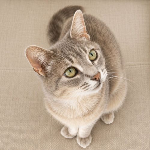 Chat ysis