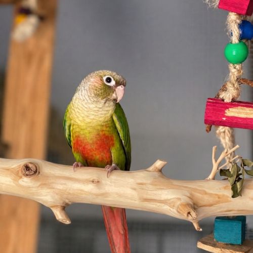 Pyrrhura molinae (conure à joues vertes #1