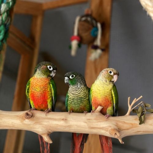 Pyrrhura molinae (conure à joues vertes #0
