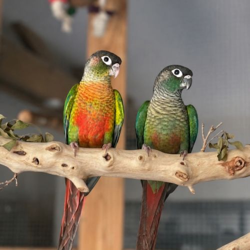 Pyrrhura molinae (conure à joues vertes #3