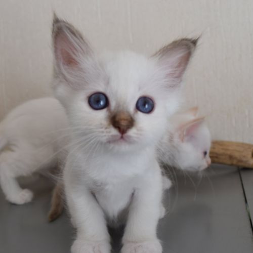 Magnifiques chatons sacré de birmanie #3