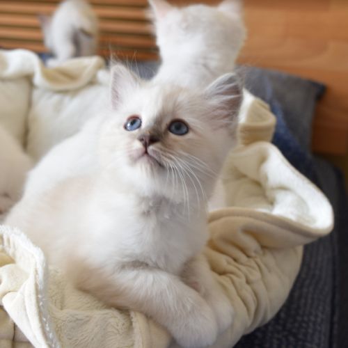 Magnifiques chatons sacré de birmanie #5