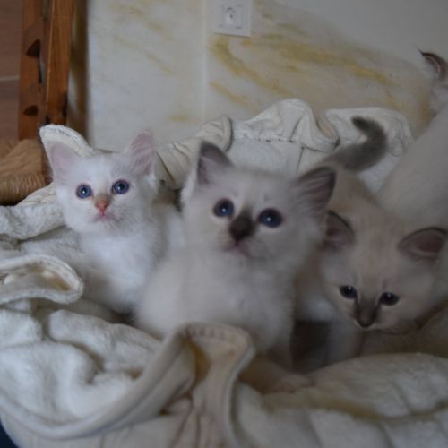Magnifiques chatons sacré de birmanie #6
