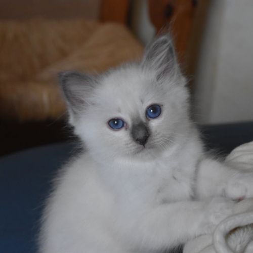 Magnifiques chatons sacré de birmanie