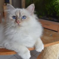 Magnifiques chatons sacré de birmanie #1