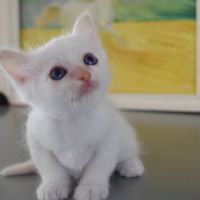 Magnifiques chatons sacré de birmanie #2