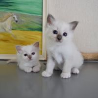 Magnifiques chatons sacré de birmanie #4