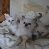 Magnifiques chatons sacré de birmanie #6