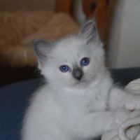 Magnifiques chatons sacré de birmanie #0