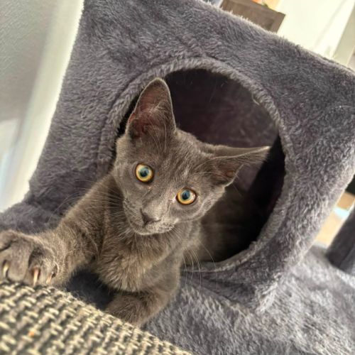 Fileo, adorable chaton à l'adoption #1