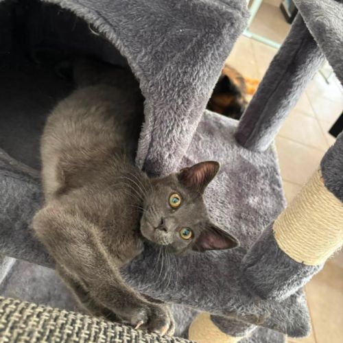 Fileo, adorable chaton à l'adoption #2