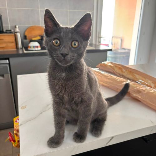 Fileo, adorable chaton à l'adoption #0
