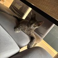 Fileo, adorable chaton à l'adoption #3