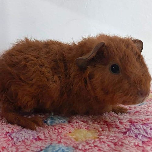 Bébés cochons d'inde mâles