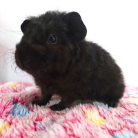 Bébés cochons d'inde mâles #1