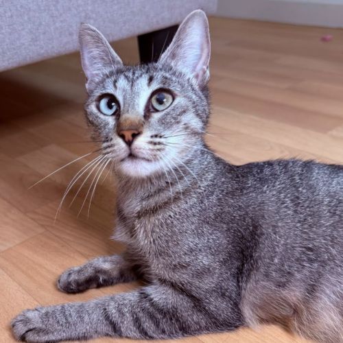 Zélye à l'adoption #2