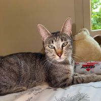 Zélye à l'adoption