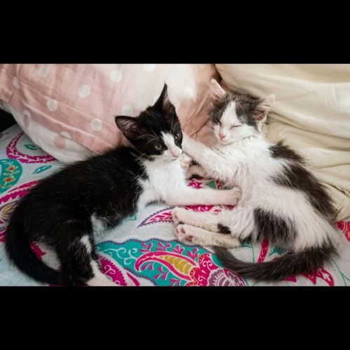 Ceres et sirius, adorable duo à l'adoption #0