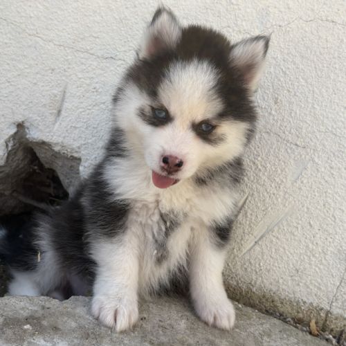 Pomsky pomsky #2