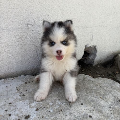 Pomsky pomsky #3
